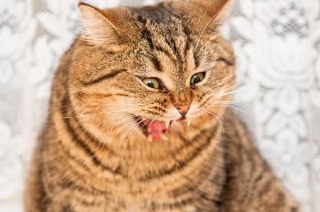 Существует несколько методов и средств борьбы с блохами у кошек: