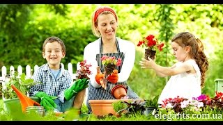 Семена цветов, растений и овощей купить онлайн в интернете!(, 2015-08-08T15:00:07.000Z)