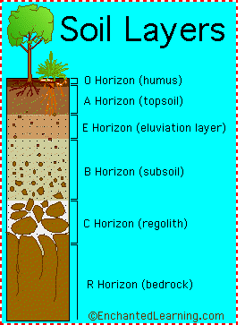 O Горизонт - Верхний органический слой почвы, состоящий в основном из опавших листьев и гумуса (разложившегося органического вещества)